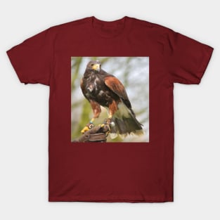 Harris Hawk T-Shirt